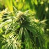 Німеччина легалізує квітки коноплі без THC для ринку