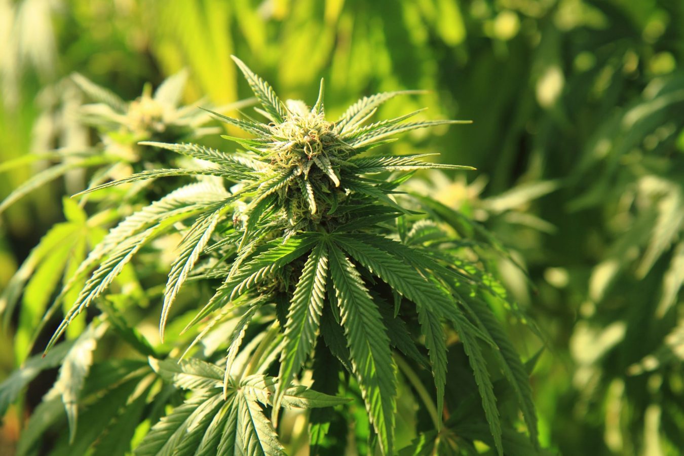 Німеччина легалізує квітки коноплі без THC для ринку